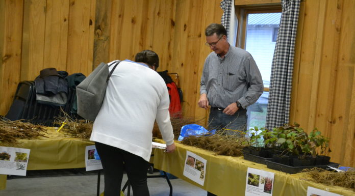 Annual Arbor Day plant sale sees largest selection yet