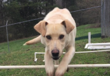 (Bonus) Pet of the Week: Make your life sweeter with a Jujube!