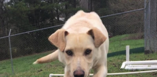 (Bonus) Pet of the Week: Make your life sweeter with a Jujube!