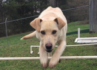 (Bonus) Pet of the Week: Make your life sweeter with a Jujube!