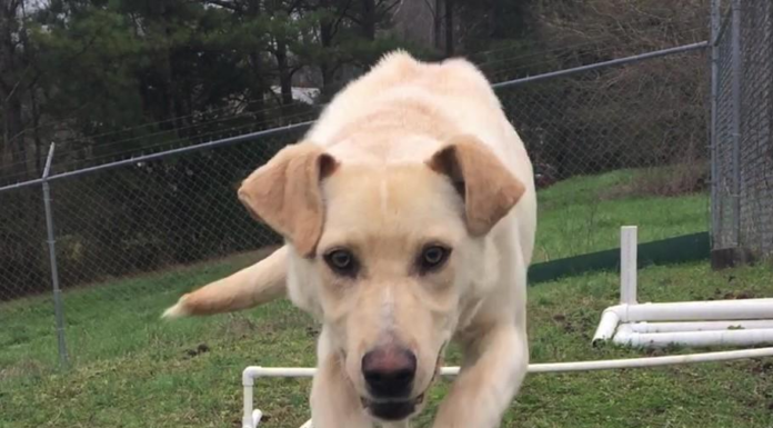 (Bonus) Pet of the Week: Make your life sweeter with a Jujube!