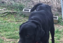 Pet of the Week: Don’t leave Han flying Solo!