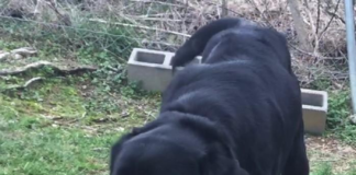 Pet of the Week: Don’t leave Han flying Solo!