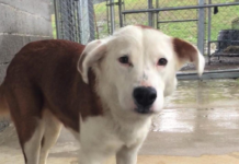 Pet of the Week: Help Briscoe find her forever home