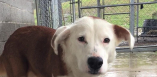 Pet of the Week: Help Briscoe find her forever home