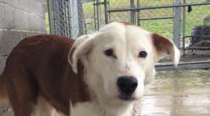 Pet of the Week: Help Briscoe find her forever home