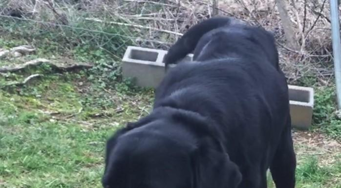 Pet of the Week: Don’t leave Han flying Solo!