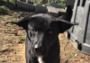 Pet of the Week: Meet super Trooper Tyree!