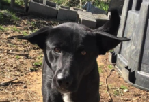 Pet of the Week: Meet super Trooper Tyree!