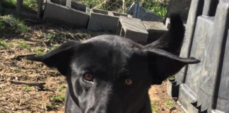 Pet of the Week: Meet super Trooper Tyree!