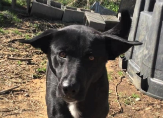 Pet of the Week: Meet super Trooper Tyree!