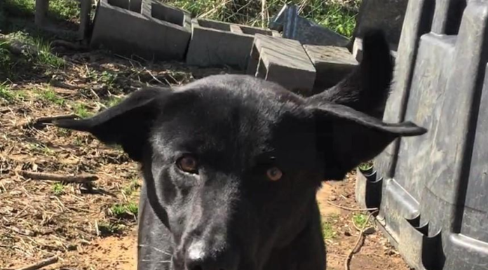 Pet of the Week: Meet super Trooper Tyree!