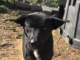 Pet of the Week: Meet super Trooper Tyree!