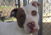 (Bonus) Pet of the Week: Let Ajax be your hero!