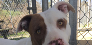 (Bonus) Pet of the Week: Let Ajax be your hero!