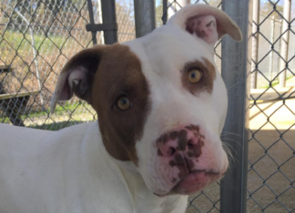 (Bonus) Pet of the Week: Let Ajax be your hero!