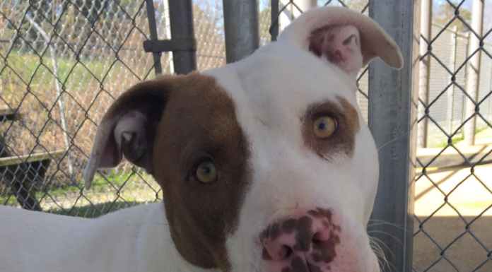 (Bonus) Pet of the Week: Let Ajax be your hero!