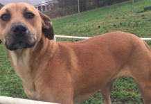 Pet of the Week: Find this lucky Penny!