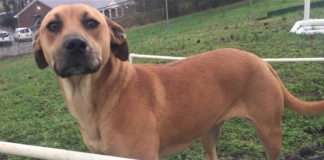 Pet of the Week: Find this lucky Penny!