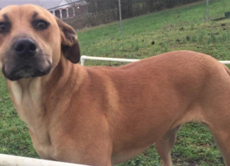 Pet of the Week: Find this lucky Penny!