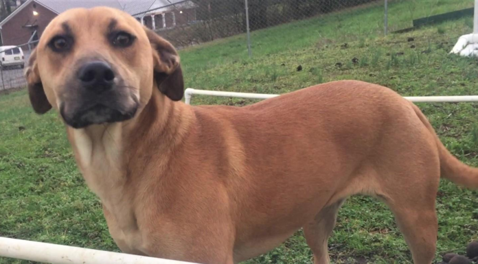 Pet of the Week: Find this lucky Penny!