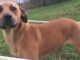 Pet of the Week: Find this lucky Penny!