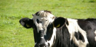 Beef Quality Assurance training March 24 in Cullman