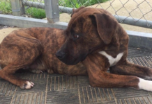 Pet of the Week: Bendi is looking for her forever home