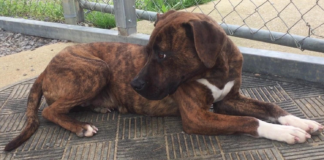 Pet of the Week: Bendi is looking for her forever home