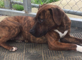 Pet of the Week: Bendi is looking for her forever home