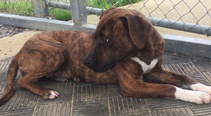 Pet of the Week: Bendi is looking for her forever home