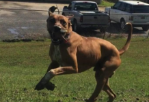 Pet of the Week: Your noble estate needs a Duke!