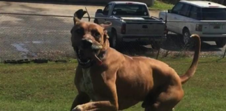 Pet of the Week: Your noble estate needs a Duke!