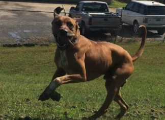 Pet of the Week: Your noble estate needs a Duke!