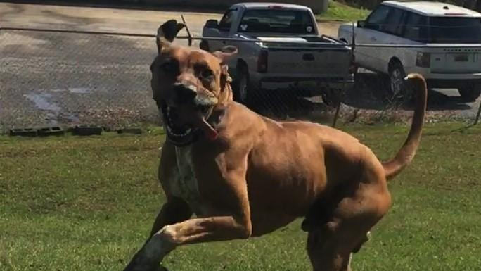 Pet of the Week: Your noble estate needs a Duke!