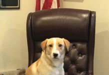 The newest and sweetest boy at Hanceville City Hall