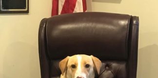 The newest and sweetest boy at Hanceville City Hall