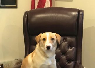 The newest and sweetest boy at Hanceville City Hall
