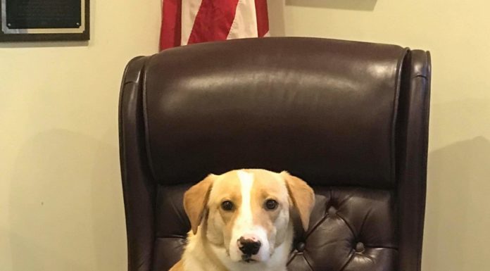 The newest and sweetest boy at Hanceville City Hall