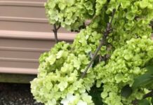 Gibbs Garden Center moving to Good Hope