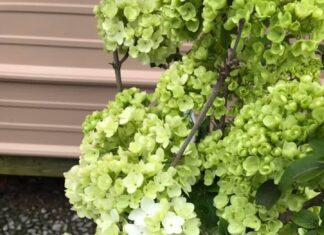 Gibbs Garden Center moving to Good Hope