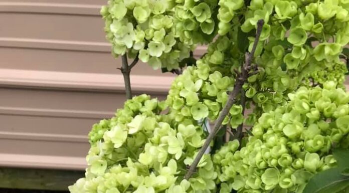 Gibbs Garden Center moving to Good Hope