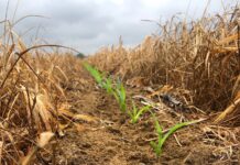 2020 plant considerations for Alabama producers