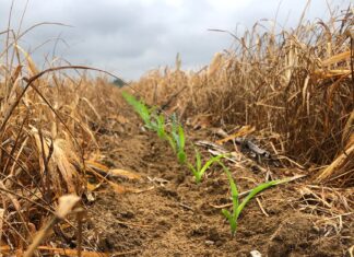 2020 plant considerations for Alabama producers