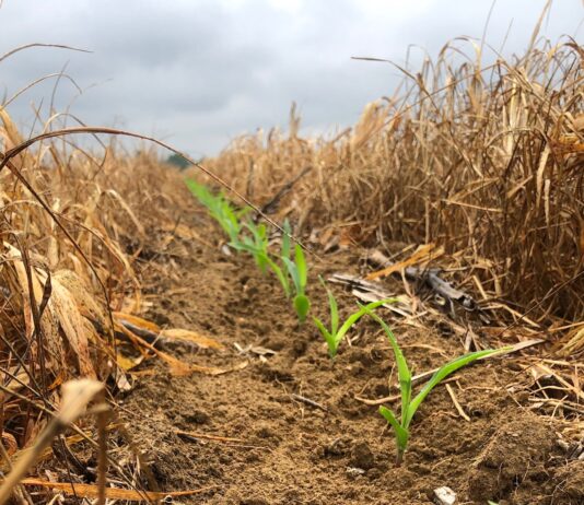 2020 plant considerations for Alabama producers