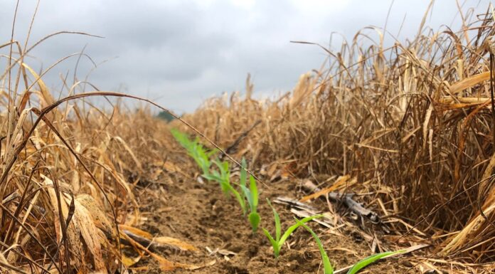 2020 plant considerations for Alabama producers