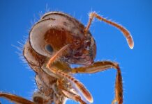 Controlling fire ants this spring