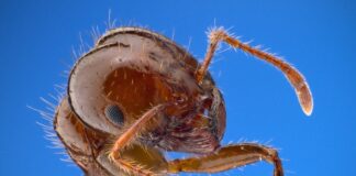 Controlling fire ants this spring