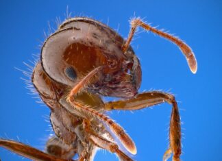 Controlling fire ants this spring
