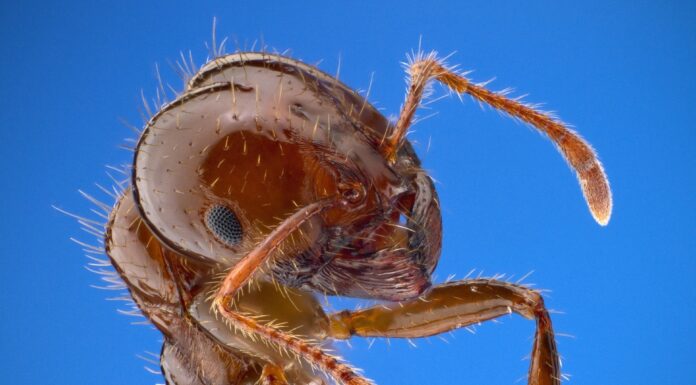 Controlling fire ants this spring